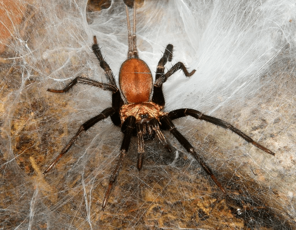 Linothele megatheloides