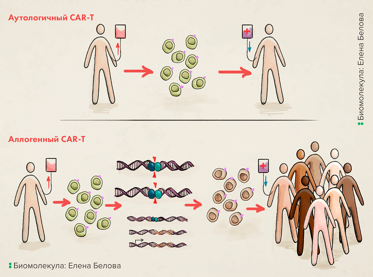 Сравнение аутологичного и аллогенного методов получения CAR-T