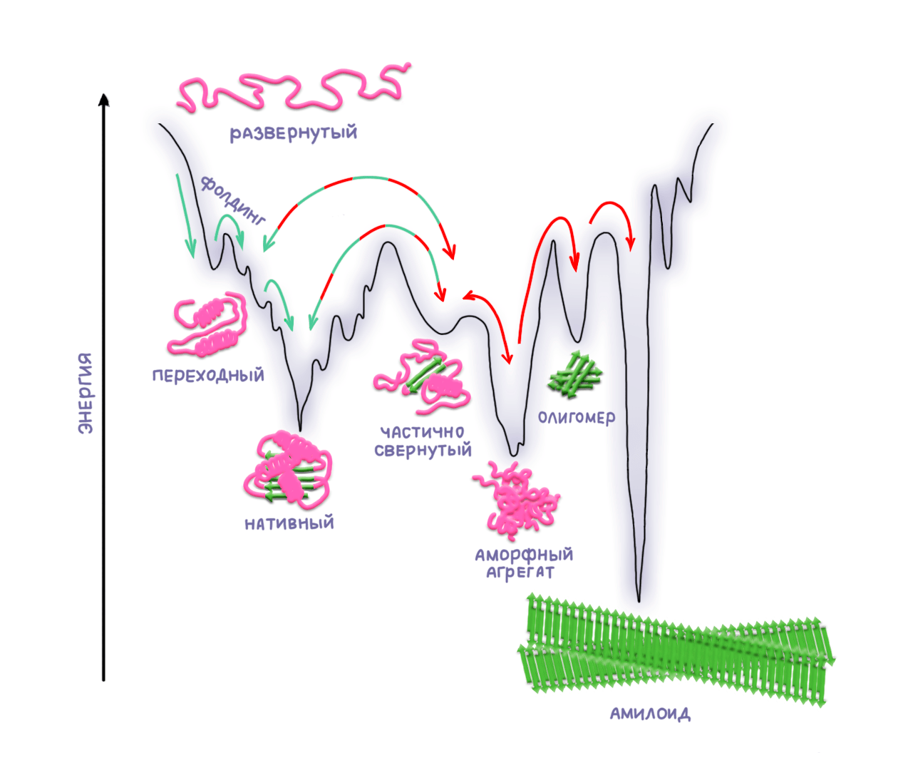 Развернутый полипептид обладает избыточной энергией