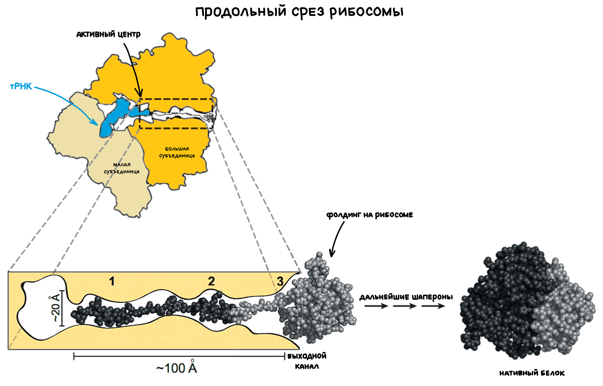 Рибосома и ее выходной канал