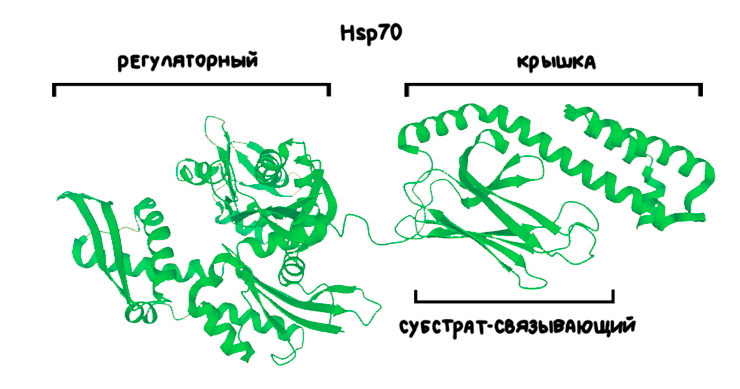 Hsp70