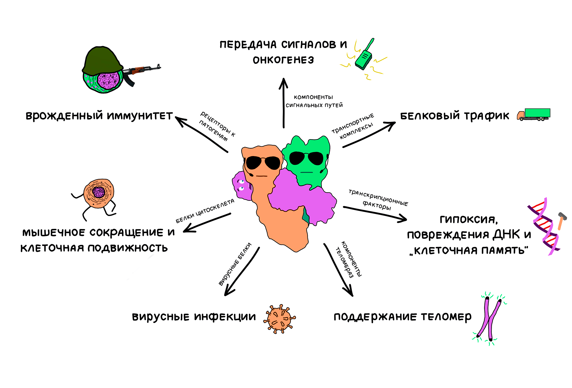 Hsp90