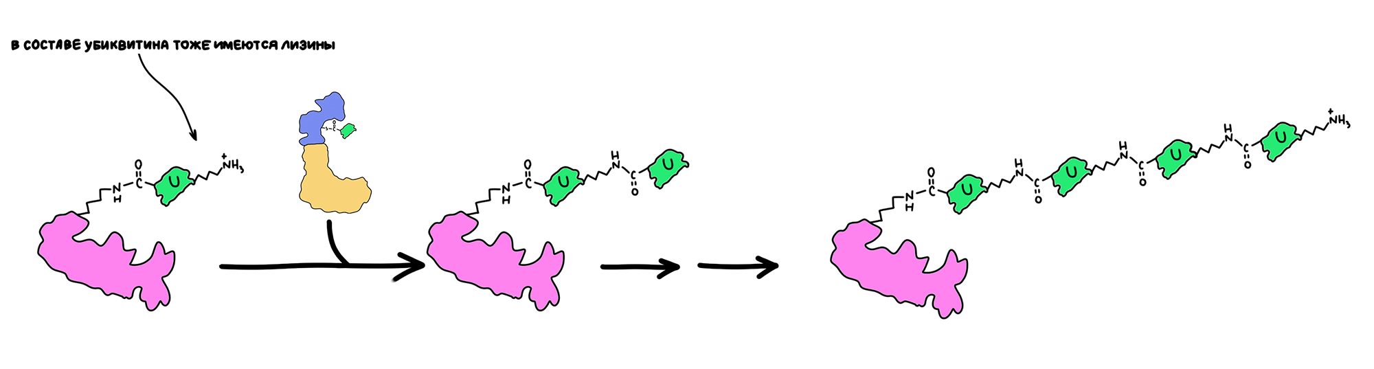 Последовательное присоединение убиквитинов