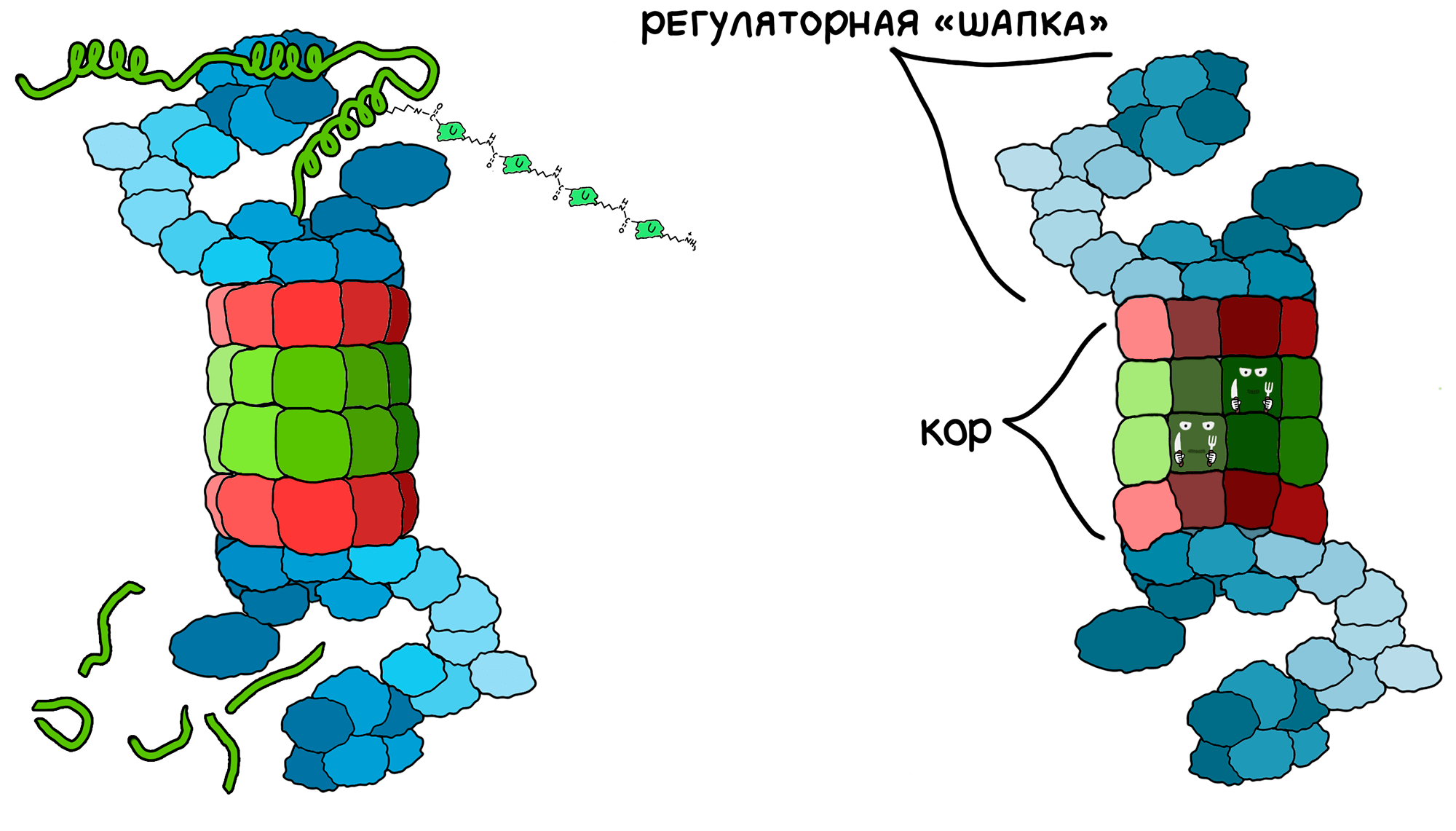 Протеасома