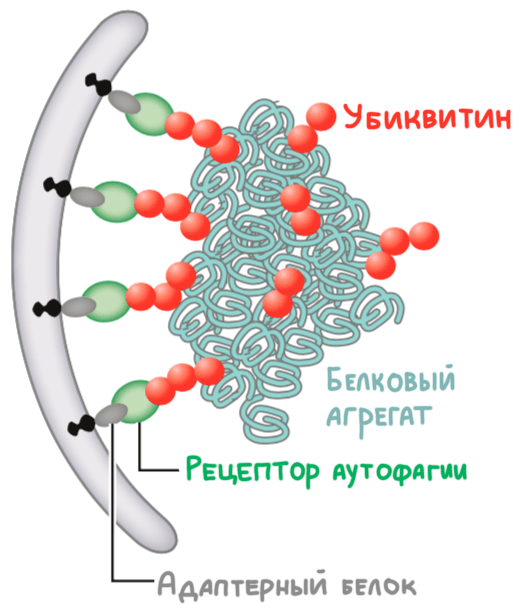 Селективная макроаутофагия