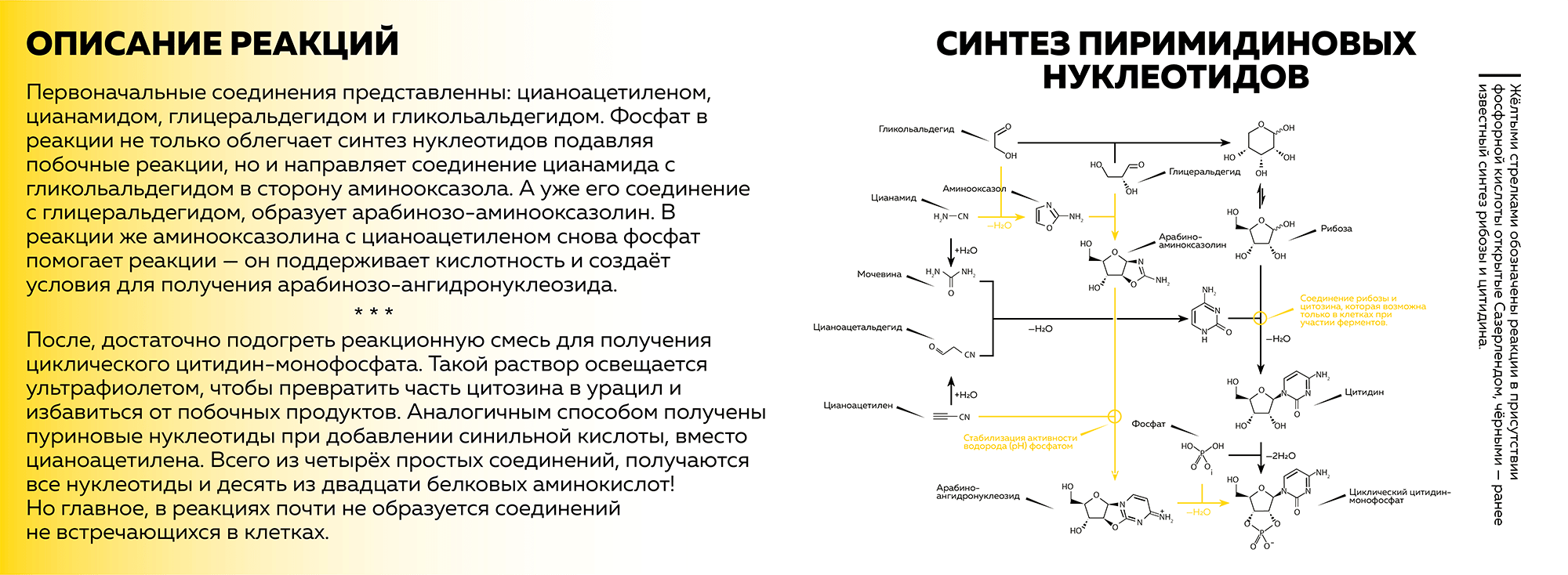 Описание синтеза пиримидиновых нуклеотидов