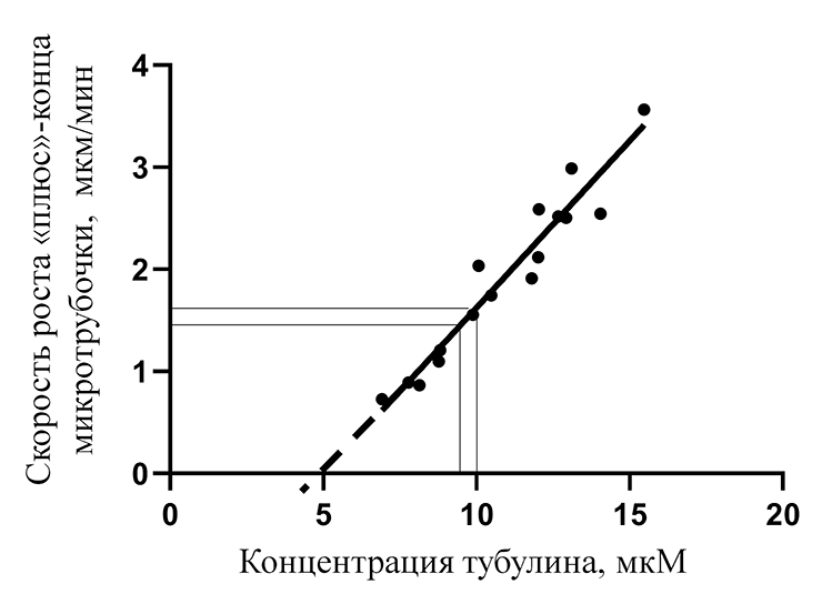 Скорость роста микротрубочки