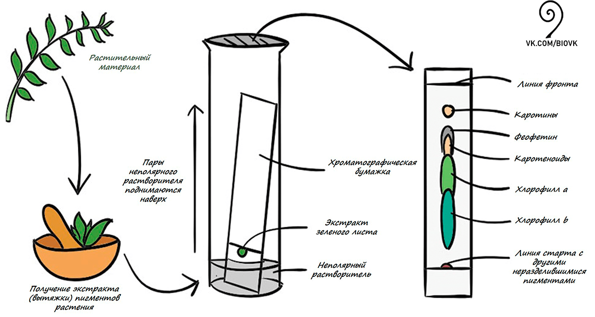 Хроматографическое разделение пигментов листа