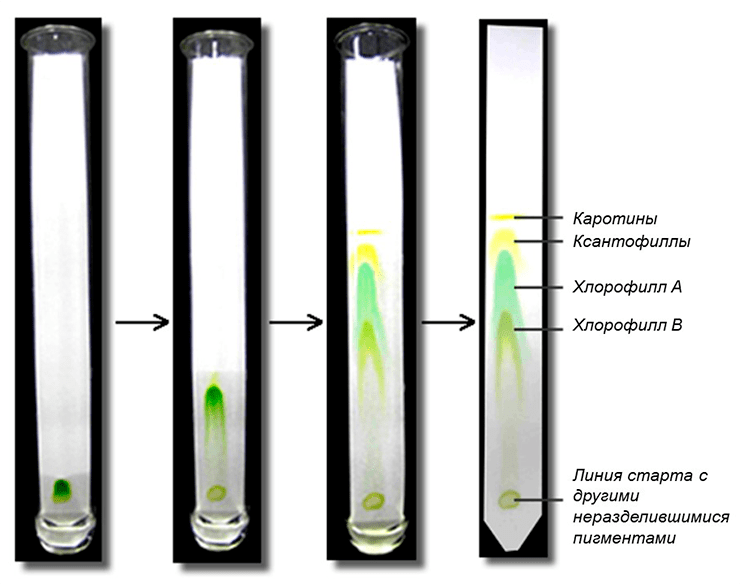 Результат хроматографического разделения пигментов листа