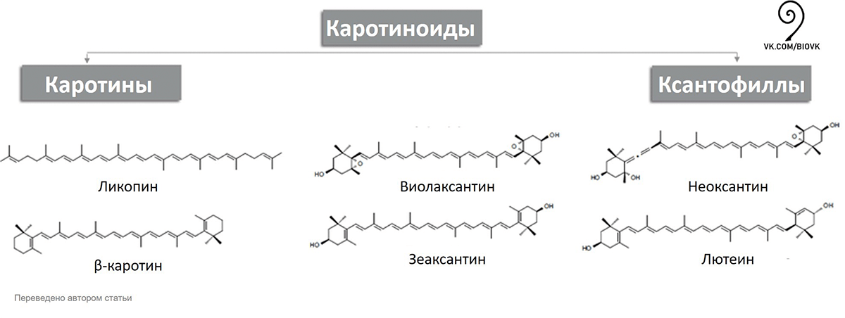 Разнообразие каротиноидов