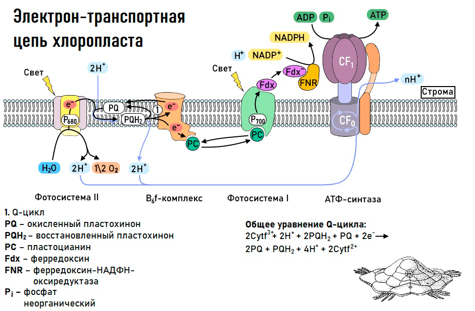 Электрон-транспортная цепь хлоропласта