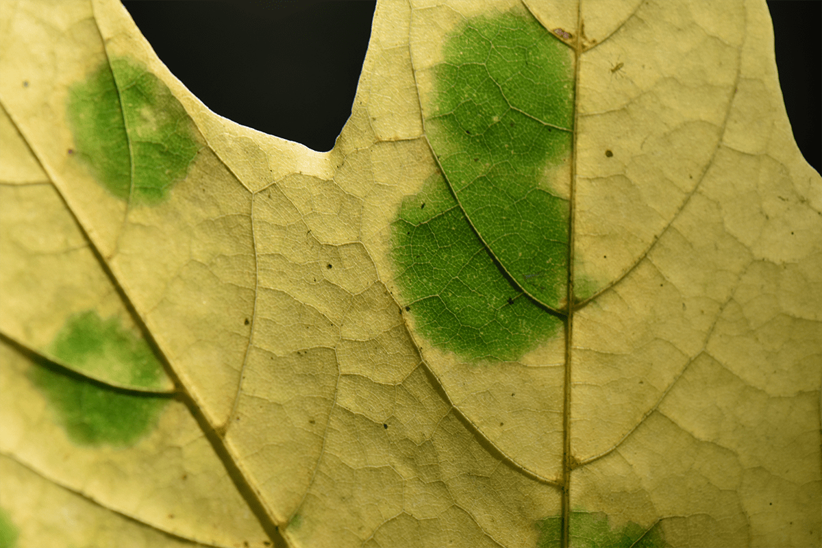 Acer platanoides