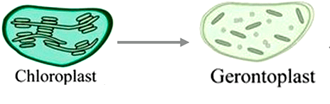 Хлоропласты осенью превращаются в геронтопласты