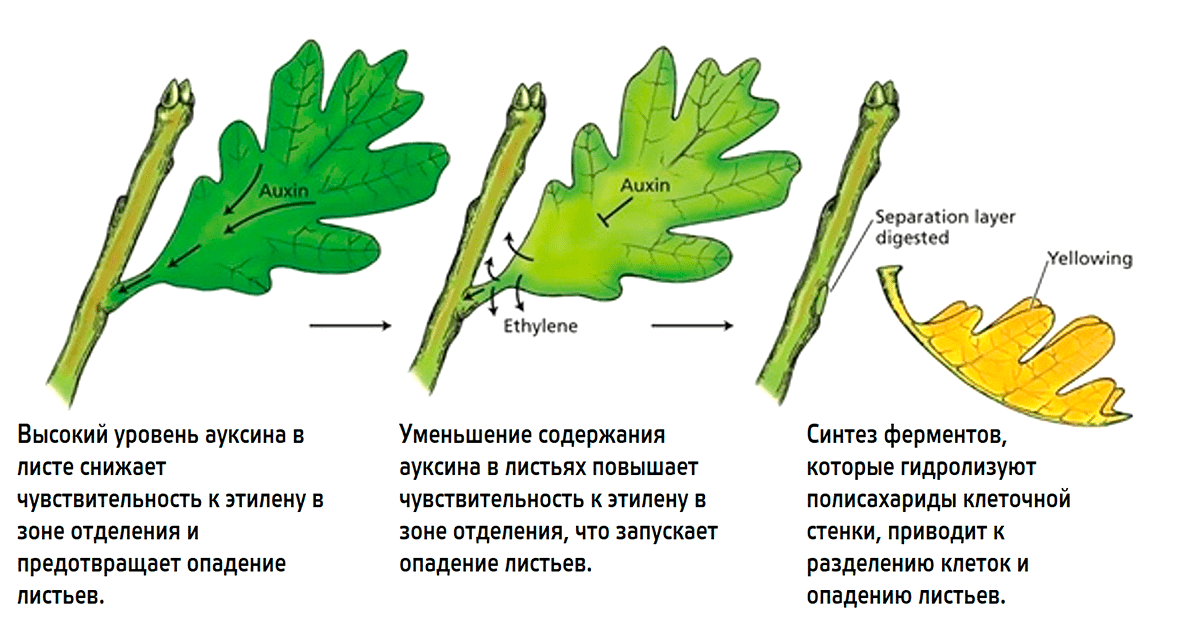 Роль ауксина и этилена в опадении листьев
