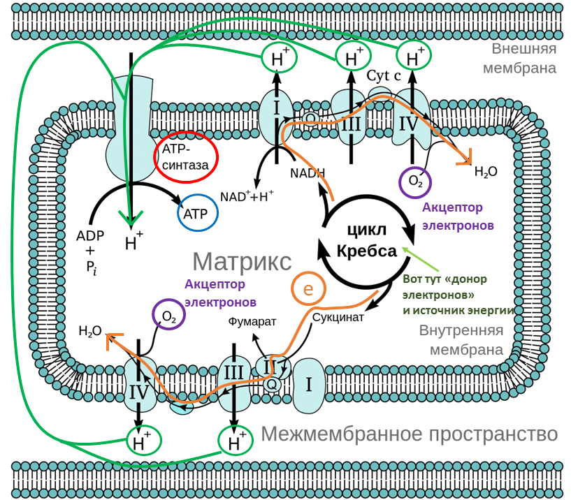 Митохондриальная электрон-транспортная цепь