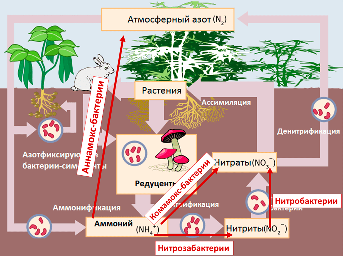 Схема цикла азота