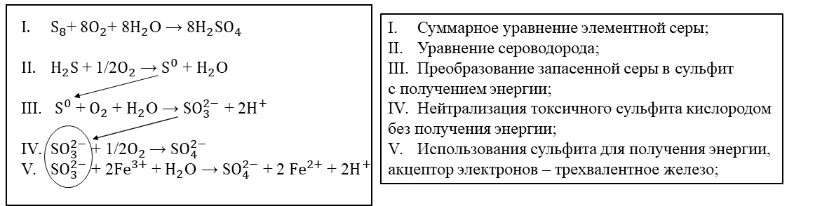 Примеры уравнений ассимиляции соединений серы