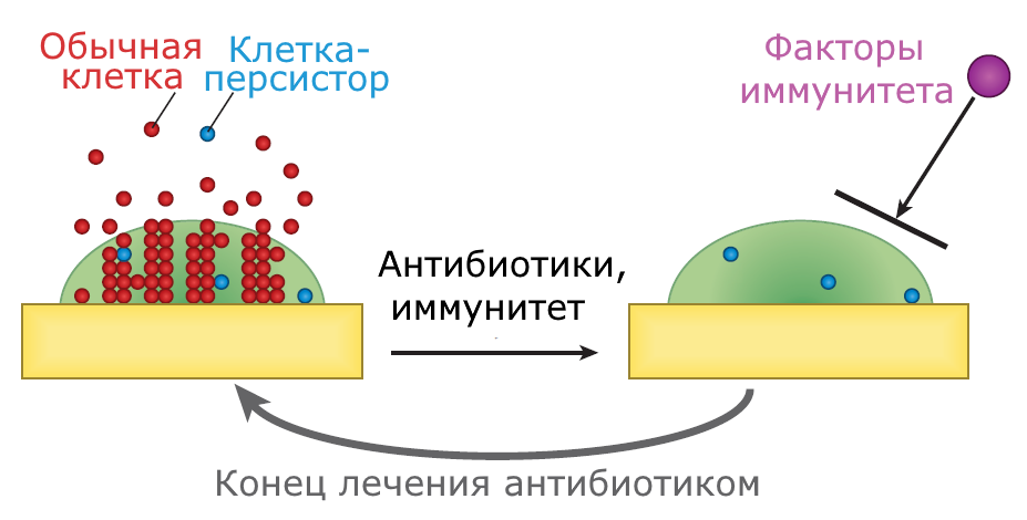 Сочетание персистенции и биопленок приводит к хроническим инфекциям