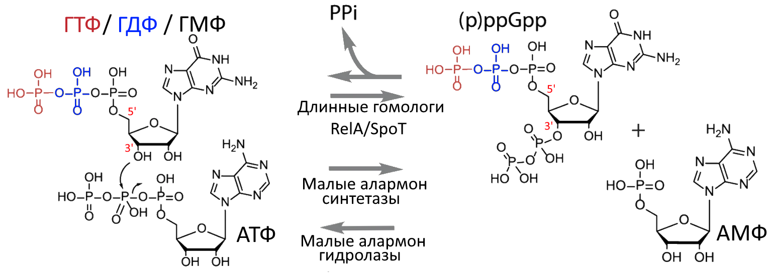 Схема синтеза (p)ppGpp