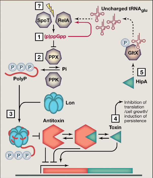 (p)ppGpp активирует ТА-модули E. coli