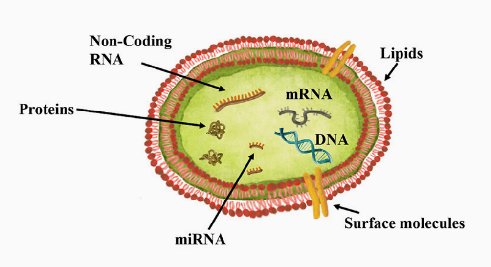 Схема организации экзосомы и её содержимое