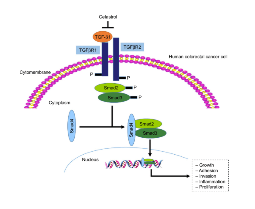 Схема сигнального каскада от цитокина TGF-бета