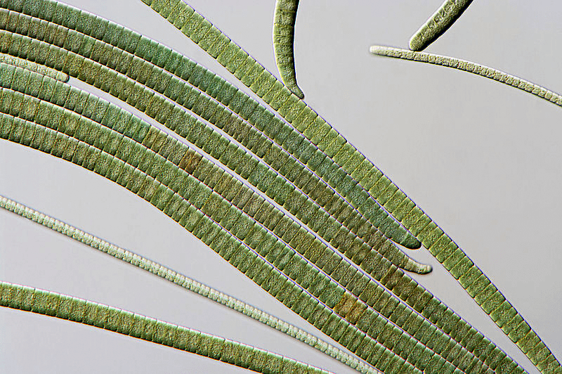 Многоклеточные цианобактерии Oscillatoria sp.