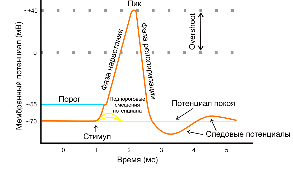 Потенциал действия