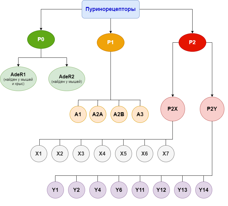 Классификация пуринорецепторов