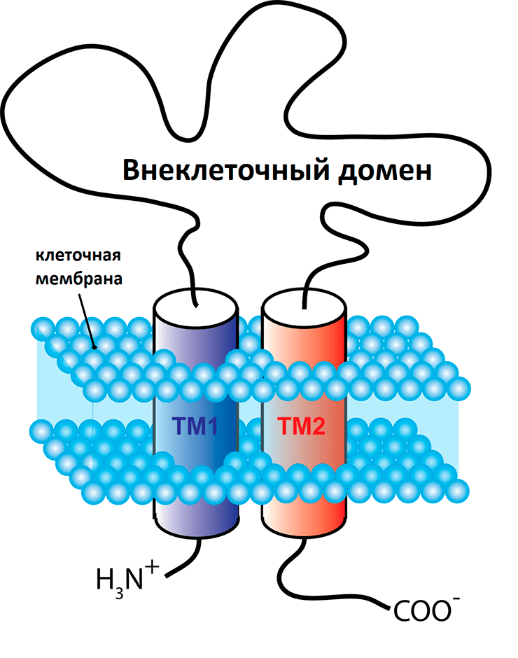 Упрощенная схема одной из трех субъединиц P2X-рецептора