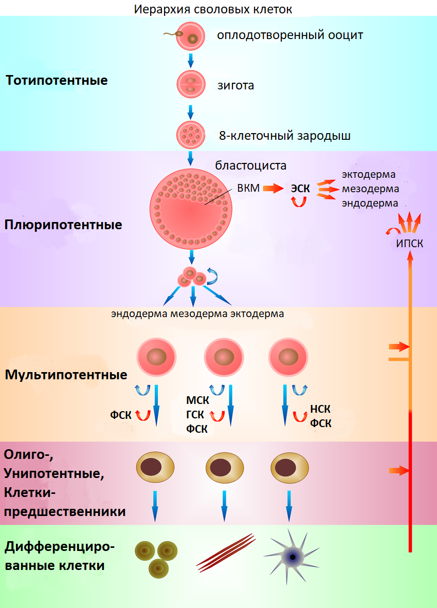 Иерархия стволовых клеток