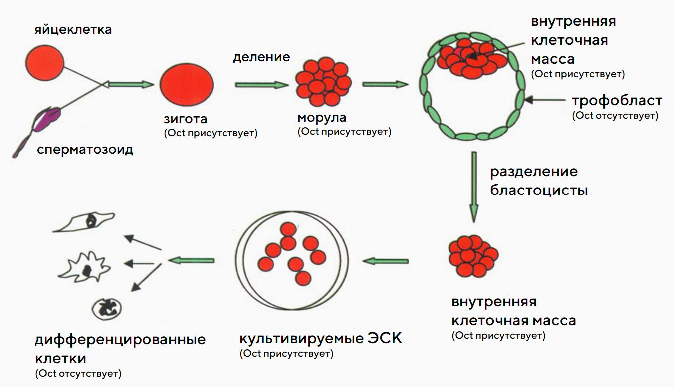 Экспрессия Oct4 в эмбрионе