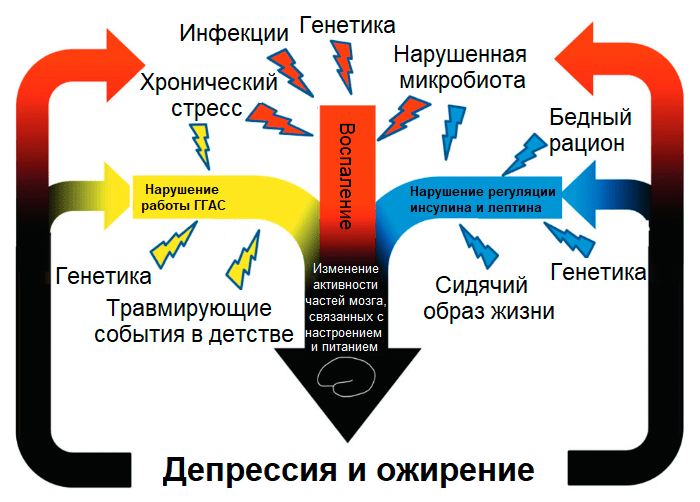 Общие факторы риска депрессии и ожирения