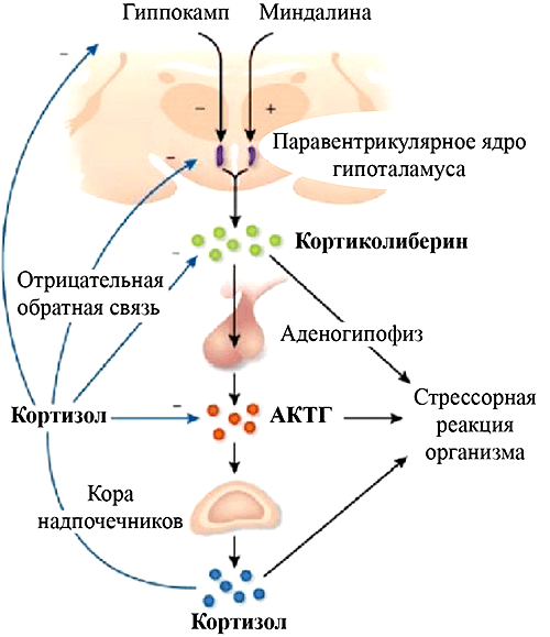 Схема гипоталамо-гипофизарно-адренокортикальной системы