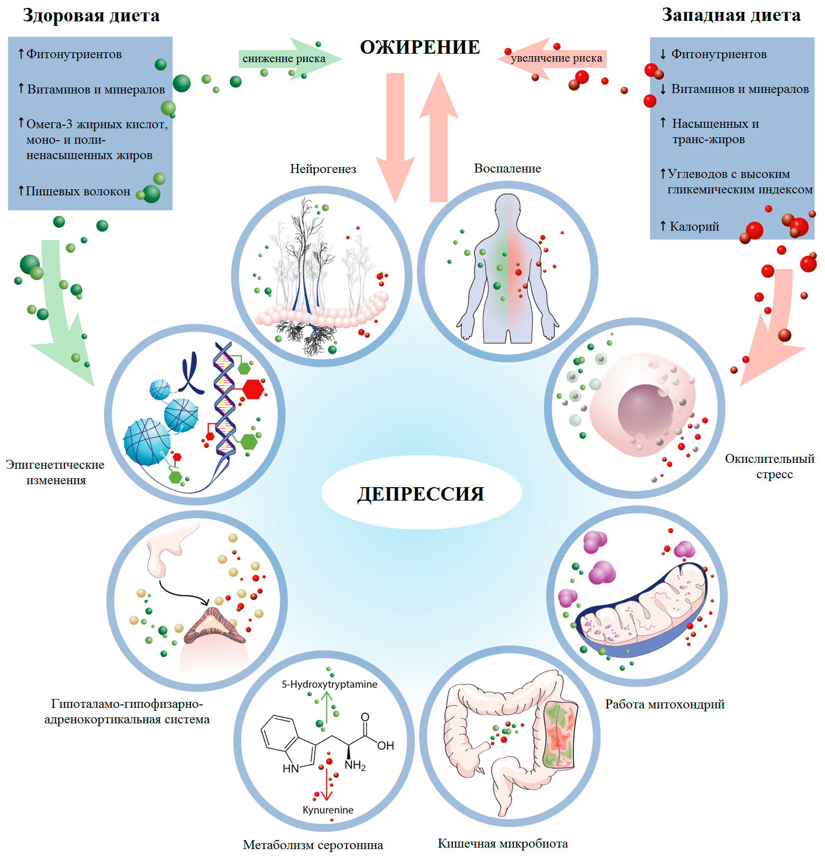 Ключевые механизмы терапевтического и патогенного действия рациона на депрессию и ожирение