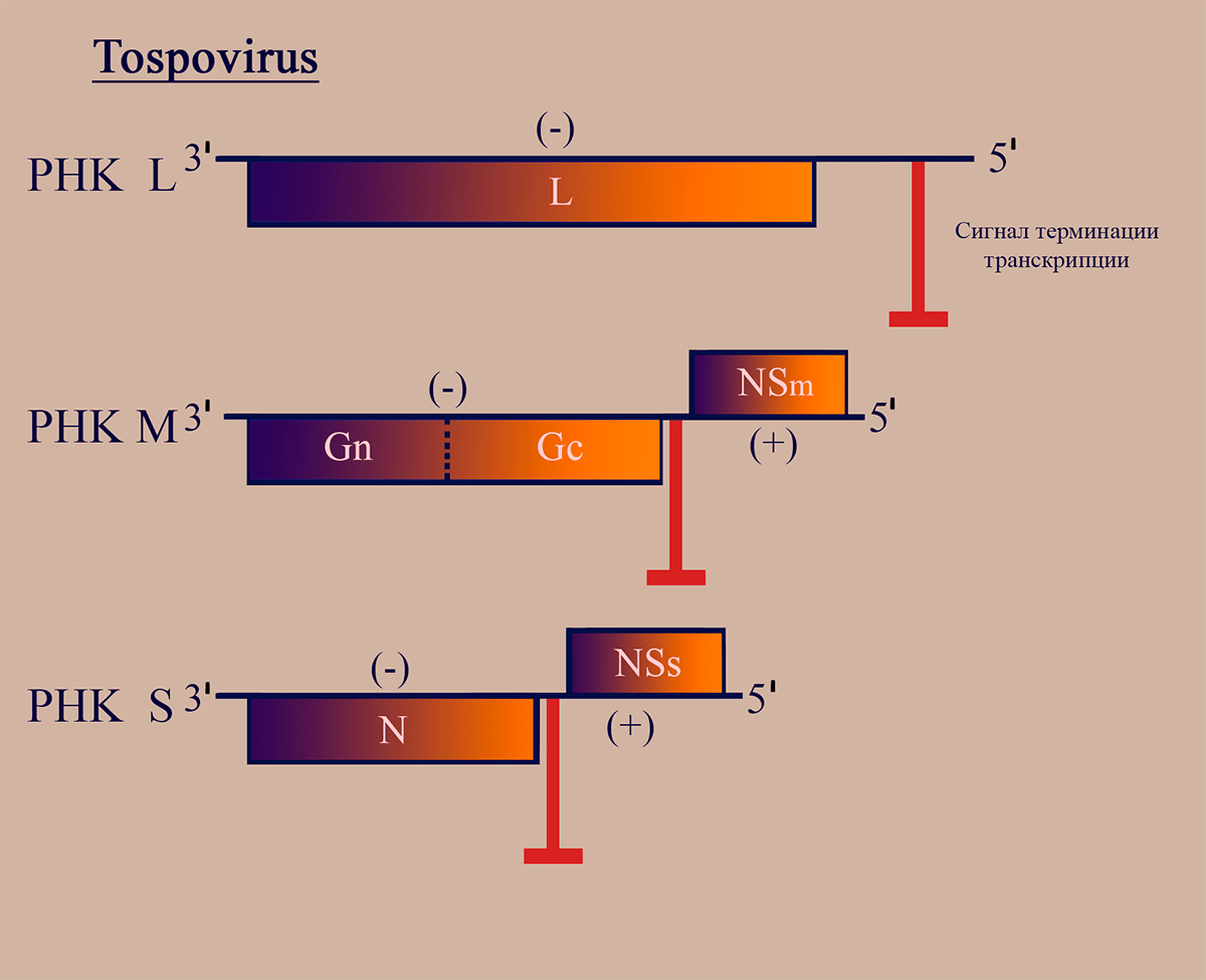 Схема структуры генома тосповирусов