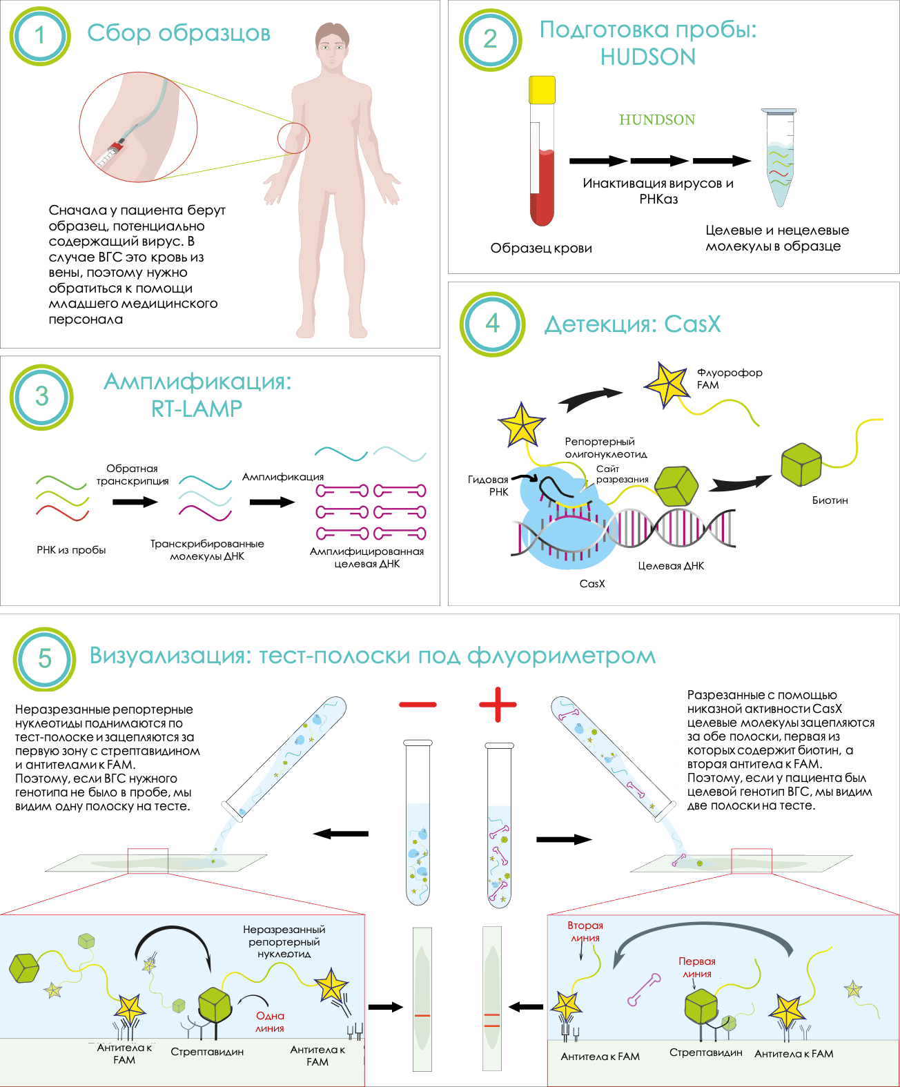 HaploSense