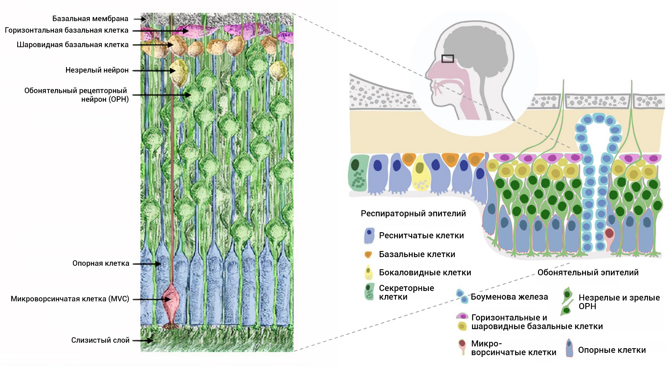 Схематическое строение многослойного обонятельного эпителия