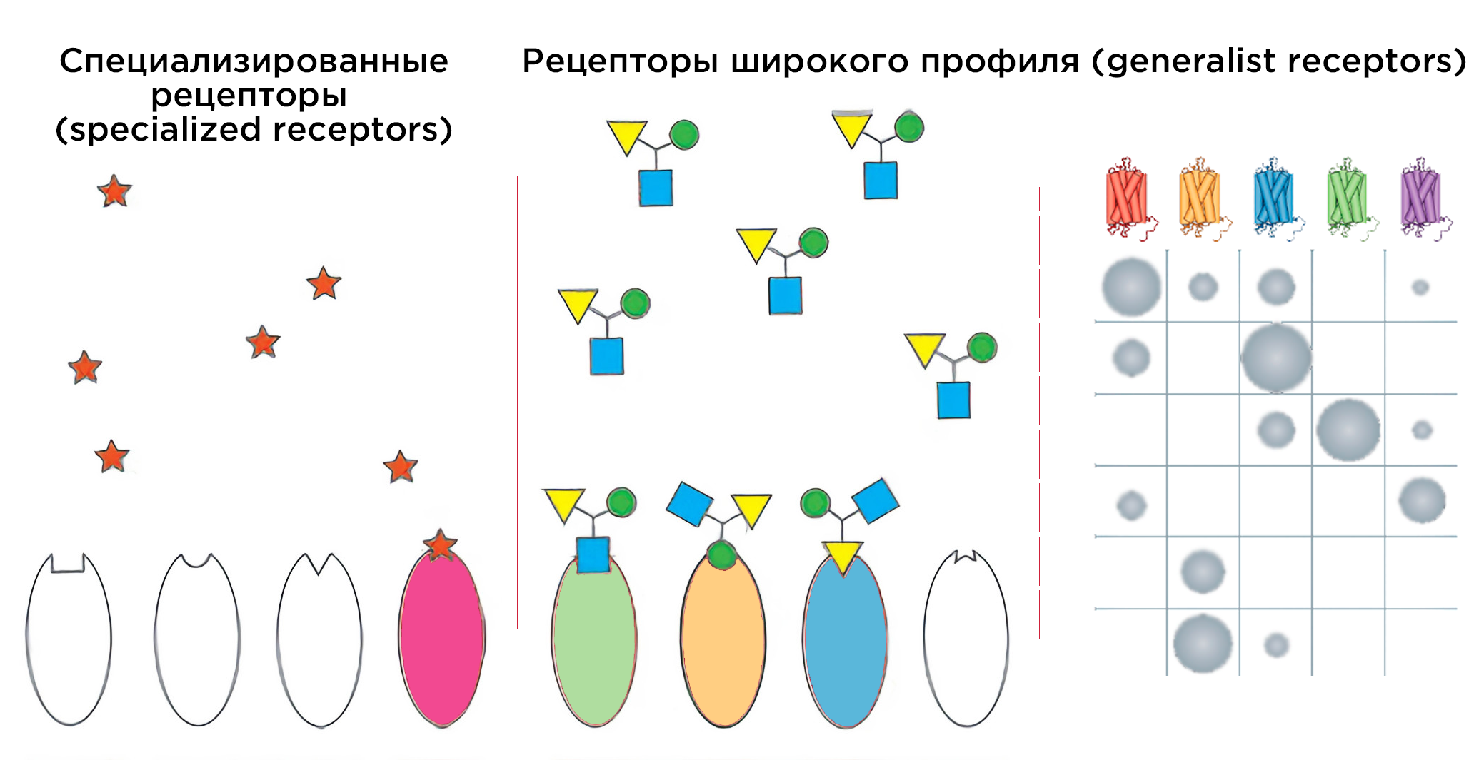 Одоранты могут активировать два типа рецепторов