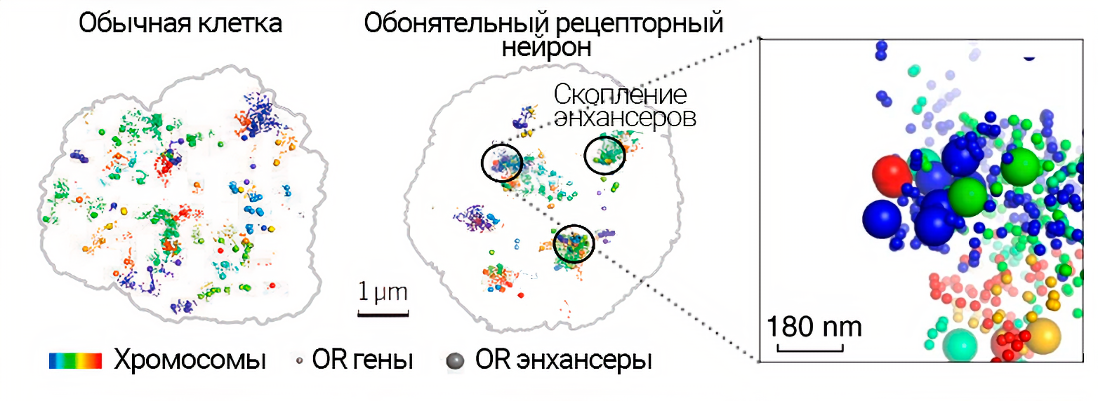 Межхромосомная агрегация генов