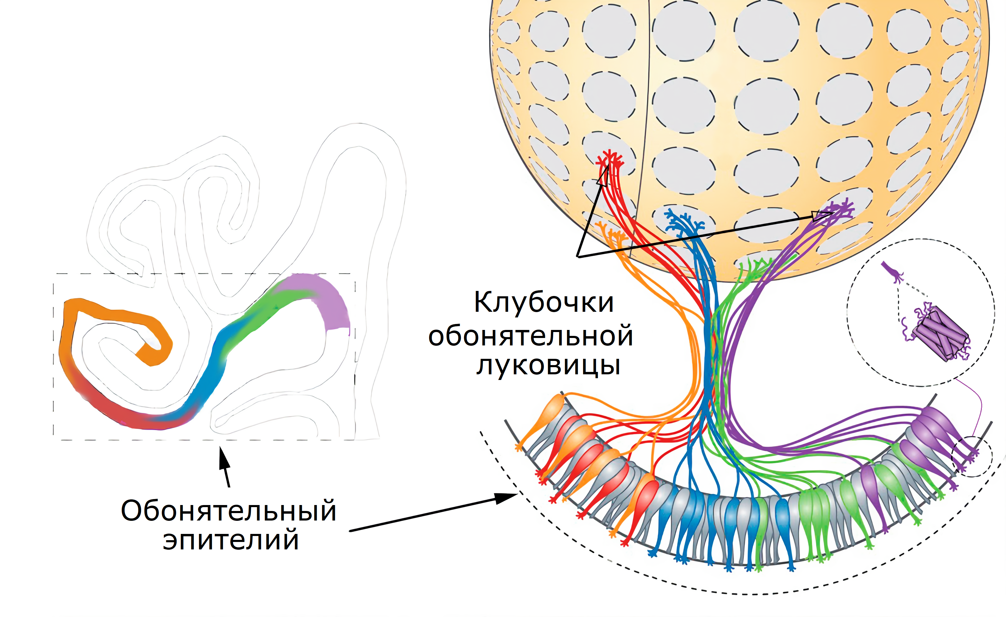 Схематическое изображение аксонов