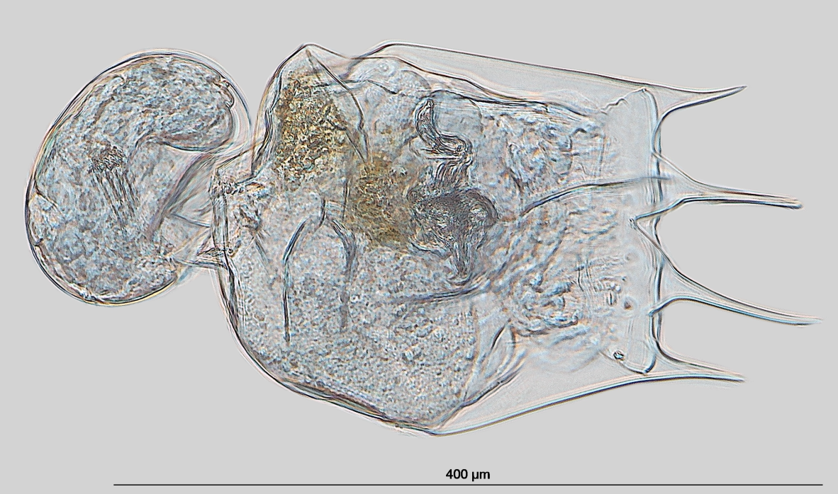 Коловратка Brachionus calyciflorus