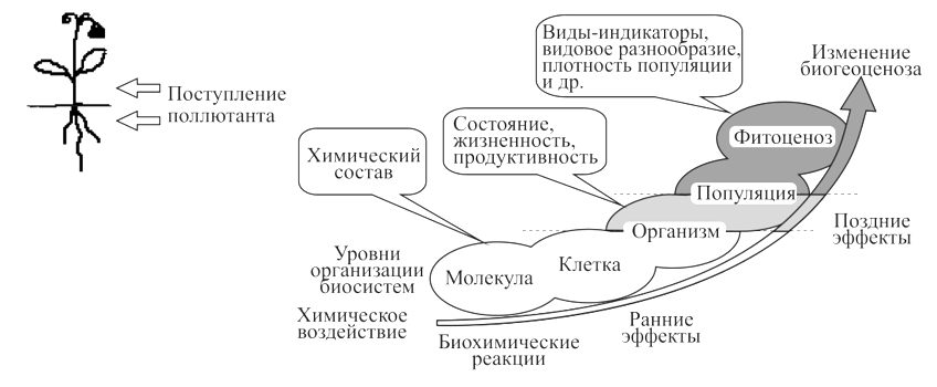 Общая схема биоиндикационных признаков