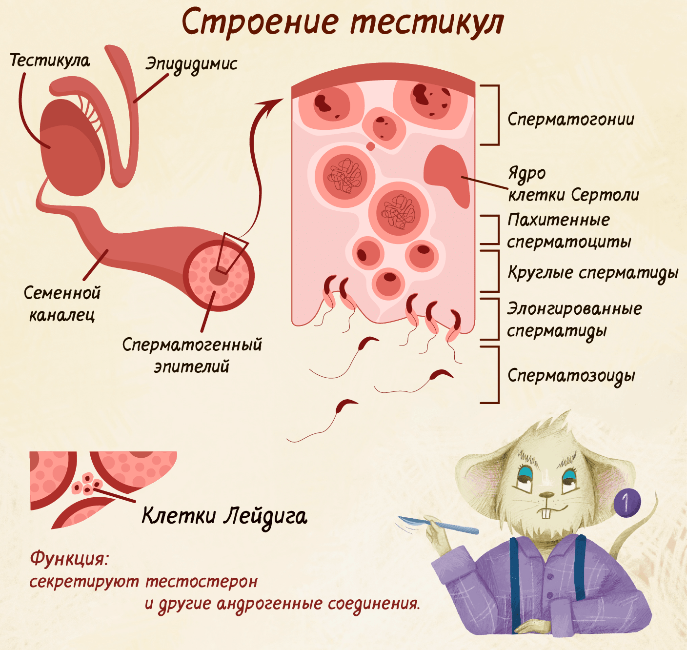 Сперматогенез