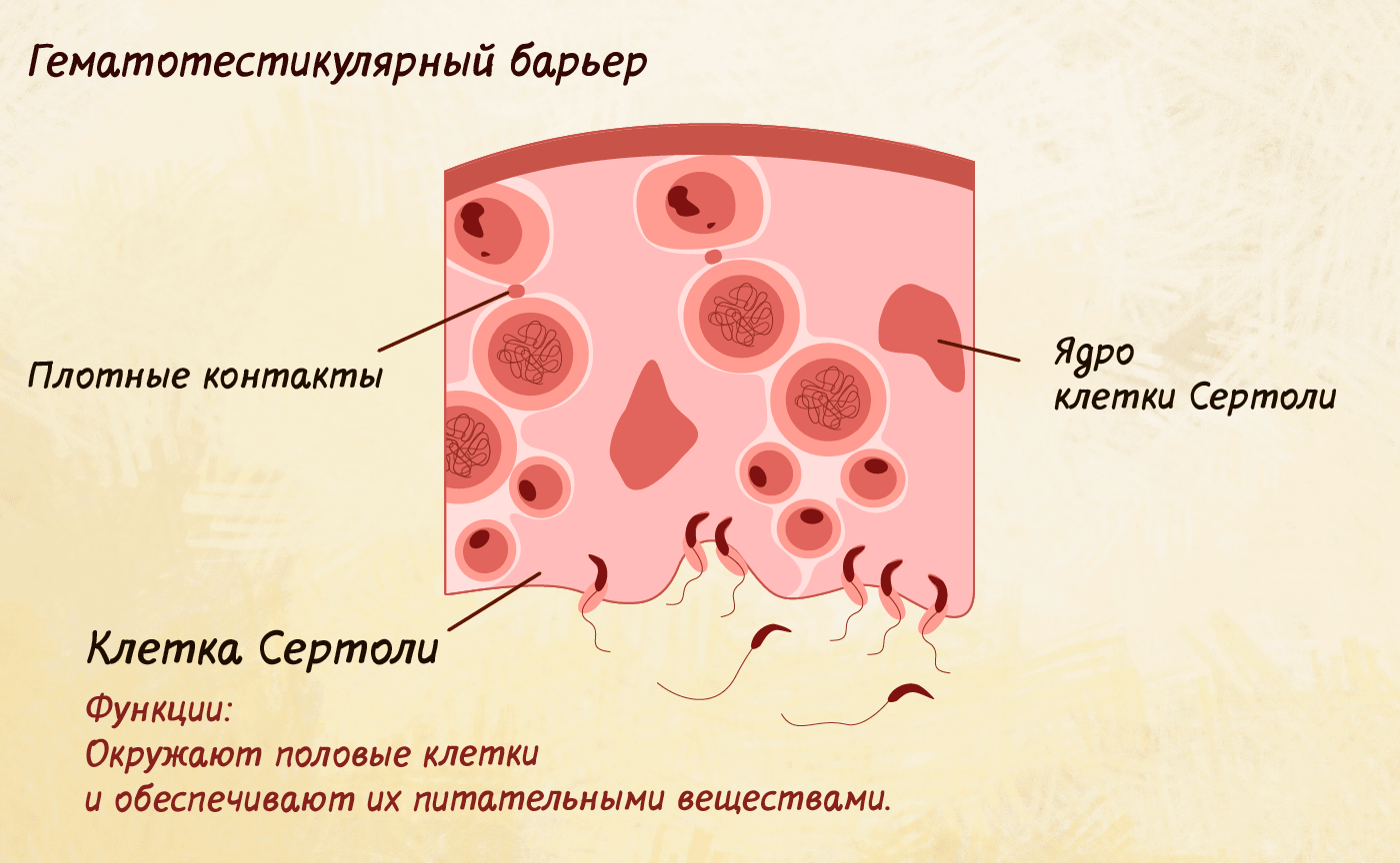 Сперматогенез