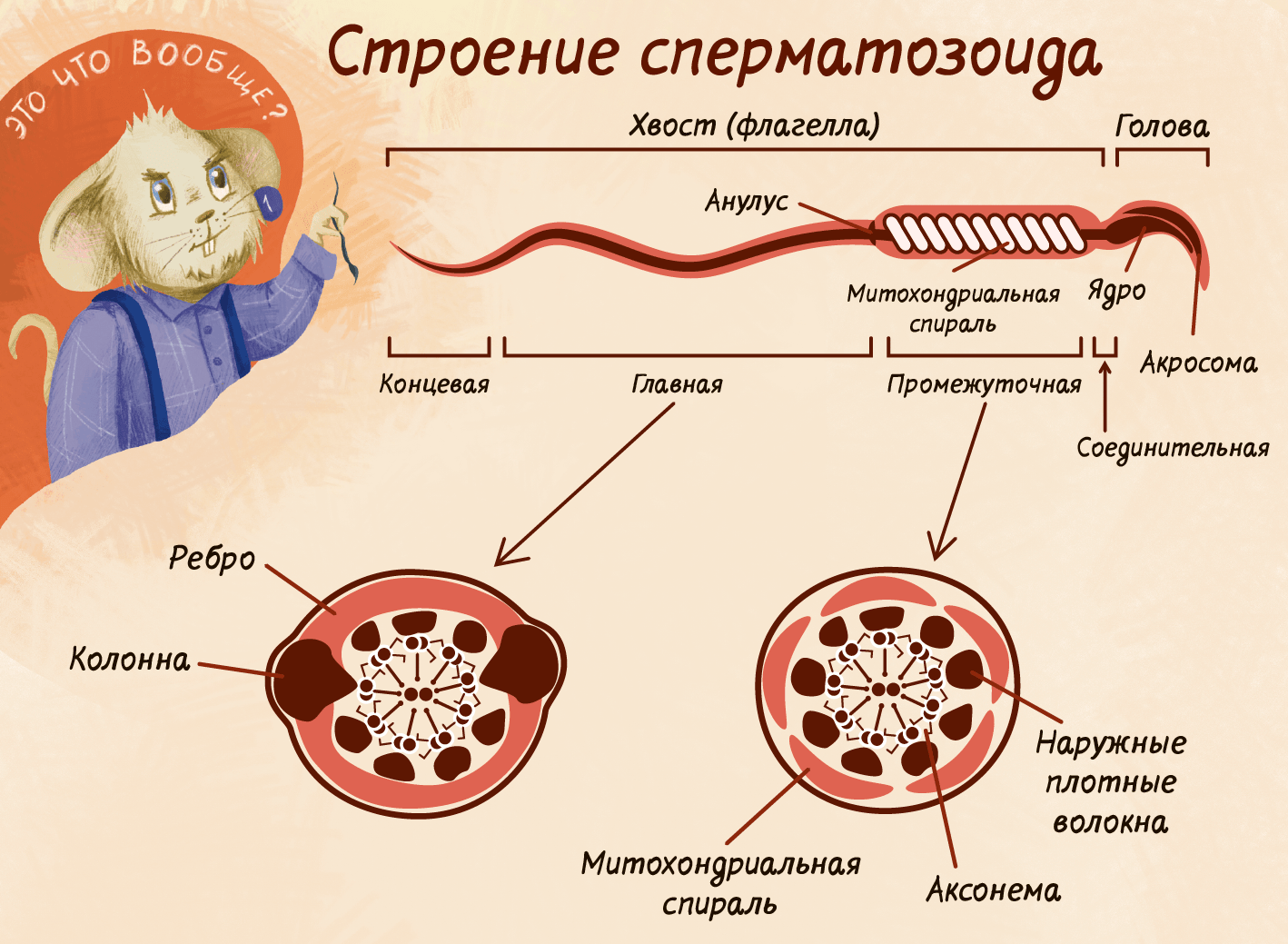 Сперматогенез