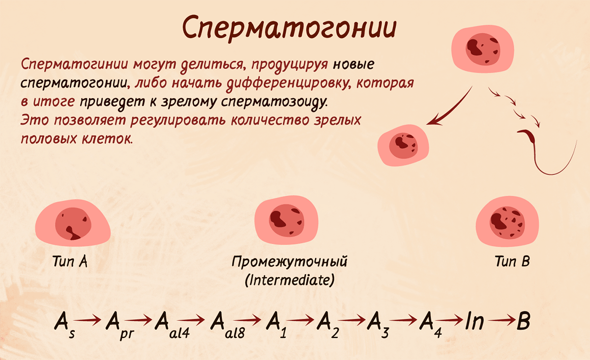 Сперматогенез