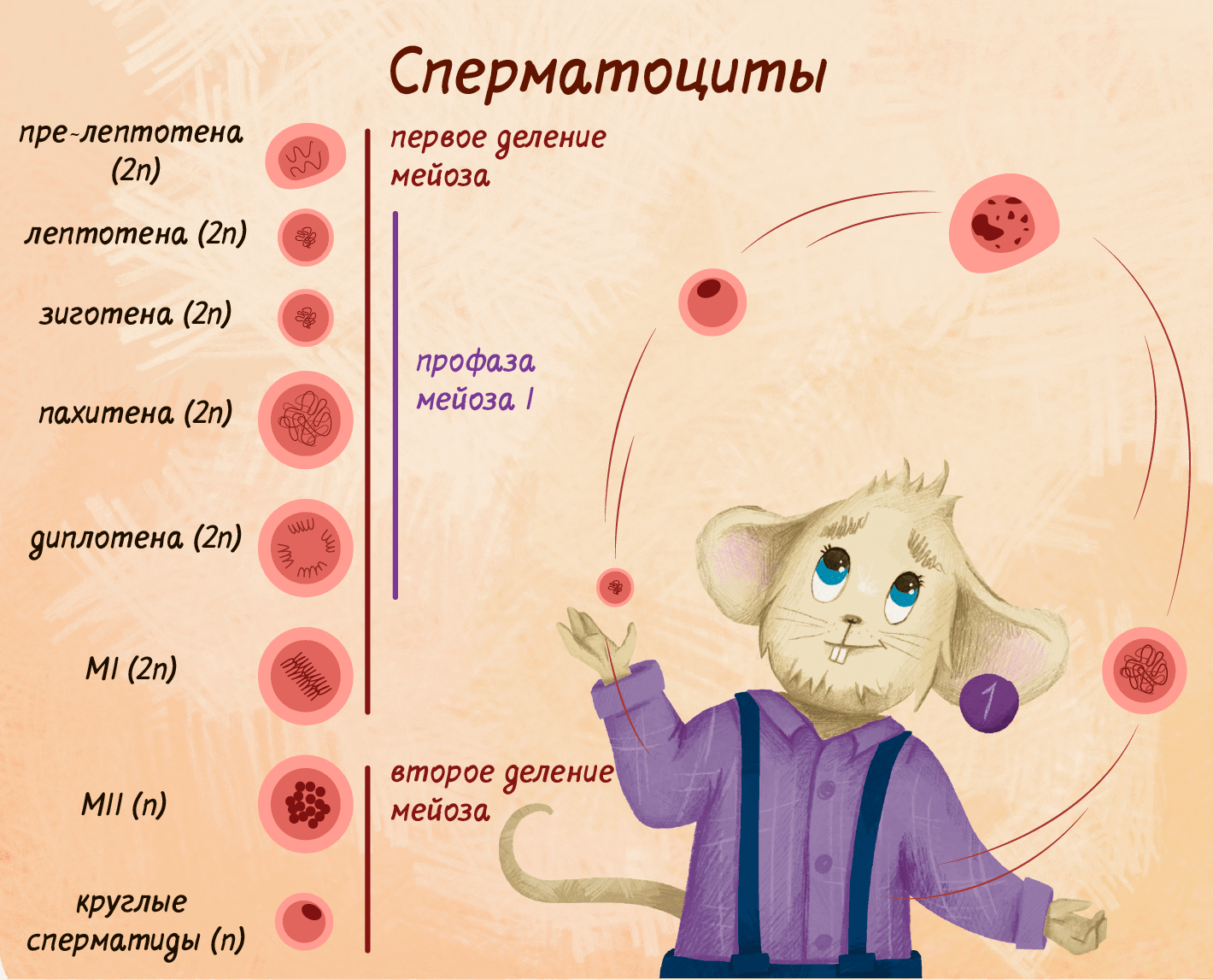 Сперматогенез