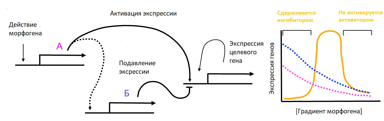 Регуляторные сети морфогенов