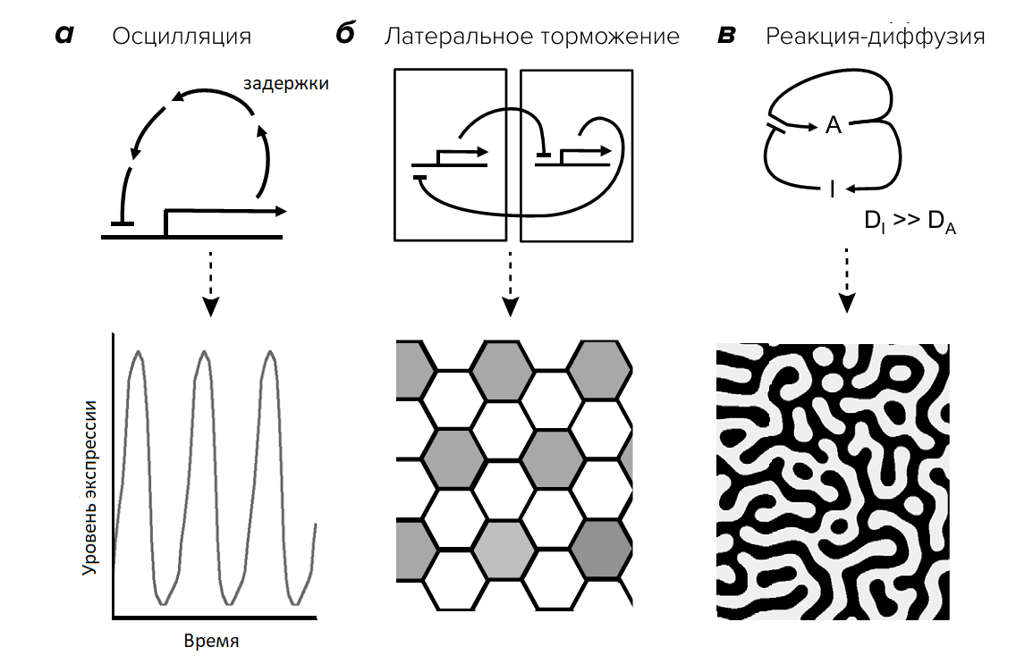 Принципы формирования паттернов de novo